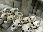 kapiさんのオホーツクミュージアムえさしの投稿写真1