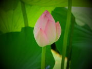 リサ&ガスパールさんの近江妙蓮公園・近江妙蓮資料館の投稿写真1