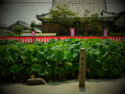 リサ&ガスパールさんの近江妙蓮公園・近江妙蓮資料館の投稿写真3