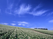 Fujikochanさんのマイルドセブンの丘の投稿写真1