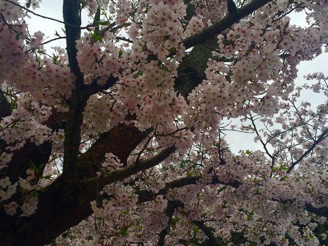 桜満開_道後公園の桜