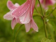 cocoさんの高清水自然公園ひめさゆり群生地の投稿写真1