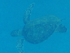 西ちゃんさんの屋久島ガイドクラブへの投稿写真1