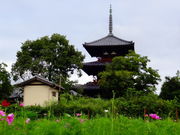 しどーさんの法起寺周辺のコスモスの投稿写真1
