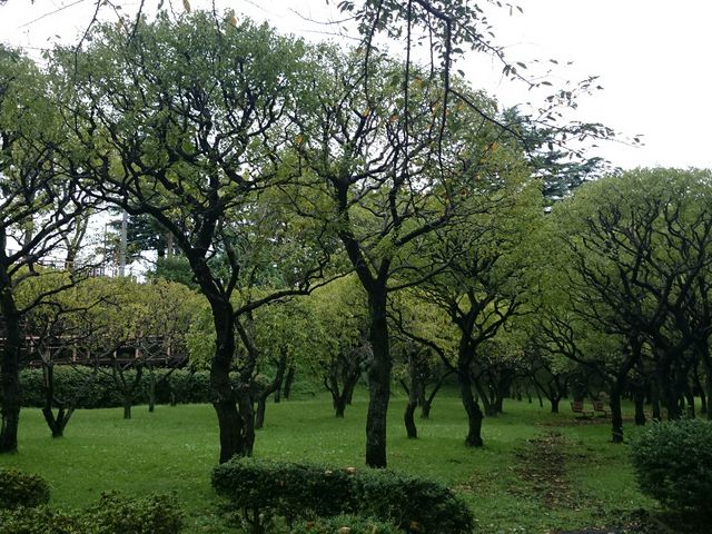 保土ヶ谷公園 梅園_保土ヶ谷公園