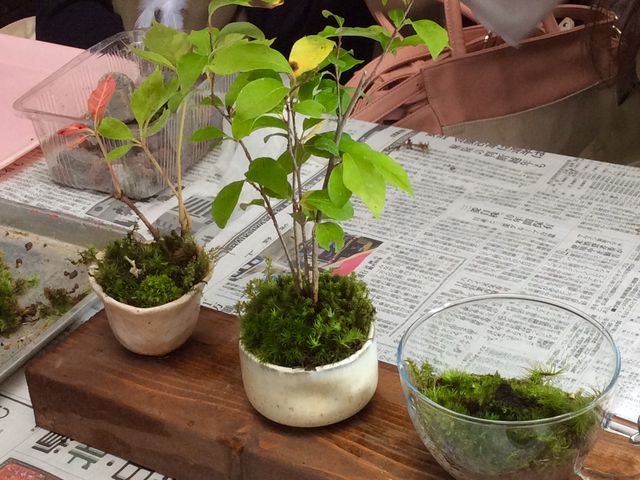 出来上がり_小さな緑のインテリア 苔屋