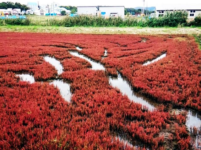 今年も、いい感じのサンゴ草が見れました♪_能取湖のサンゴ草群落