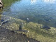 マロンさんの明神池(山口県萩市)の投稿写真2