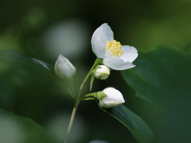 バイカウツギ_北海道大学植物園