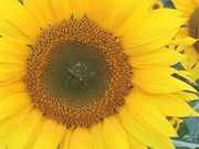 みなちゃんさんのひまわりの花畑の投稿写真1