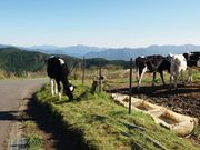 くろくまこさんの四国カルスト大野ヶ原の投稿写真1