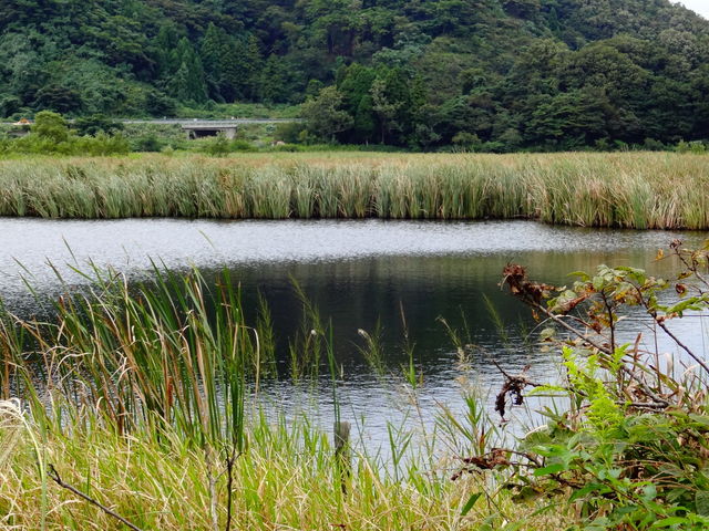 中池見湿地_中池見湿地