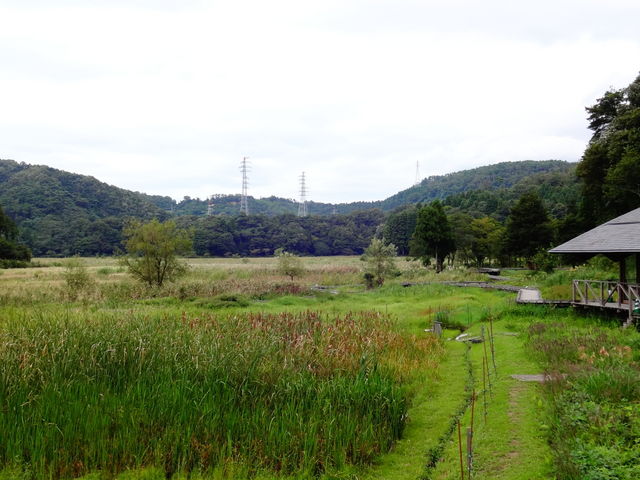 中池見湿地_中池見湿地