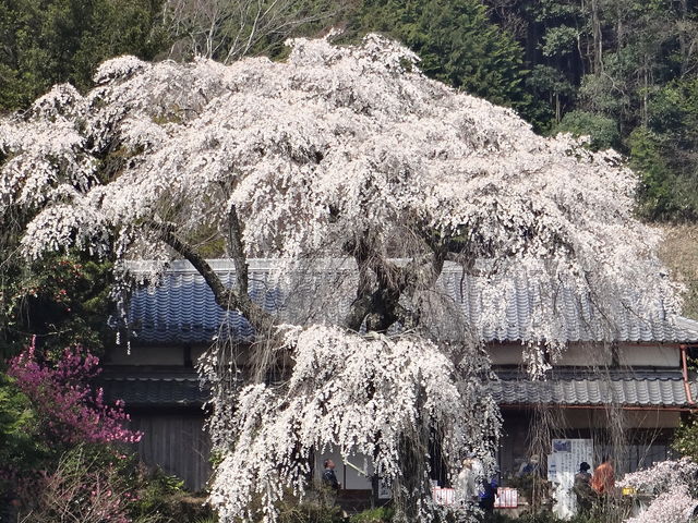 天益寺のしだれ桜_天益寺のしだれ桜