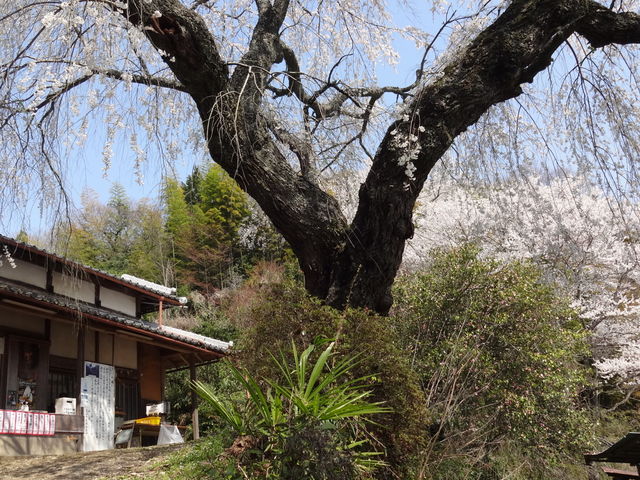 天益寺のしだれ桜_天益寺のしだれ桜