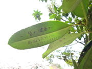 しどーさんの法起院の投稿写真3