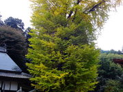 しどーさんのオハツキイチョウの投稿写真1