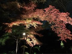 六義園の紅葉の写真1