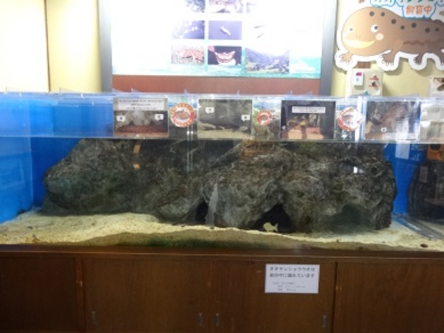 オオサンショウウオの水槽_道の駅いんない石橋ステーション