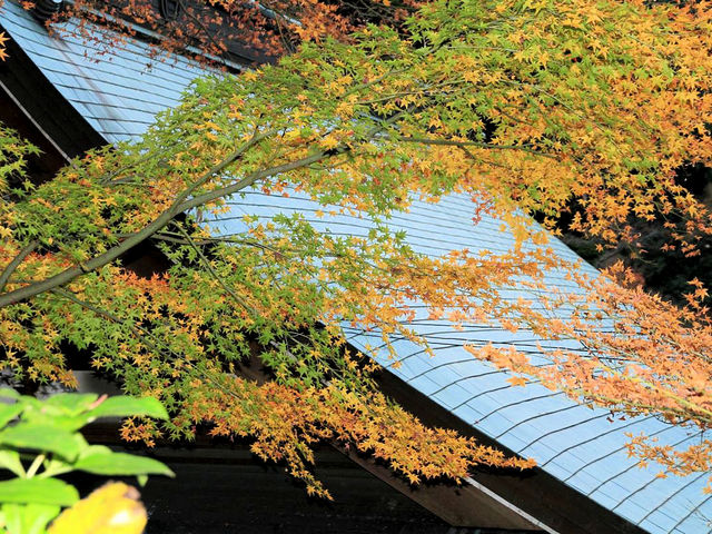 境内の紅葉の一部_白峯寺