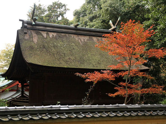 国宝の本殿を背後から_神谷神社