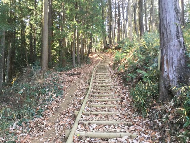 マイBOOさんの見返り坂の飯能ササの投稿写真1