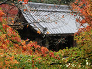 しんちゃんさんの根香寺の紅葉の投稿写真2