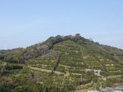 キヨさんのミカン畑の投稿写真1