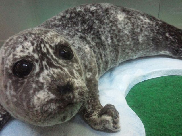 剥製です。かわいいです。_襟裳岬「風の館」