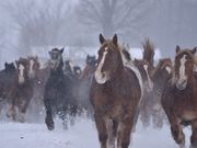 Yasuさんの家畜改良センター十勝牧場展望台の投稿写真1