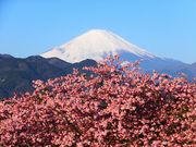 ニコちゃんさんの松田山ハーブガーデンの投稿写真1