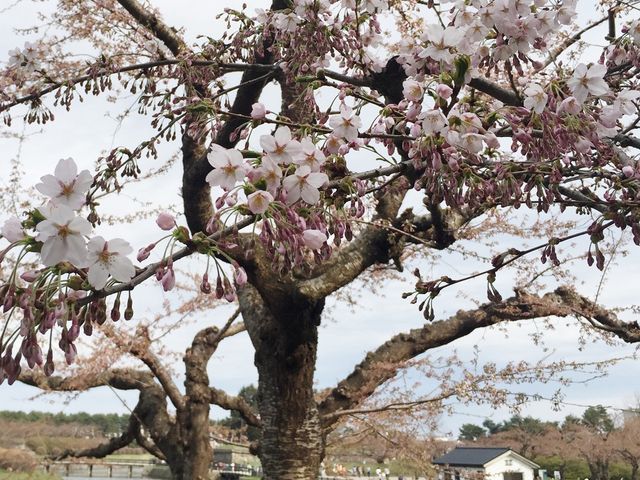 8分咲き_五稜郭公園の桜