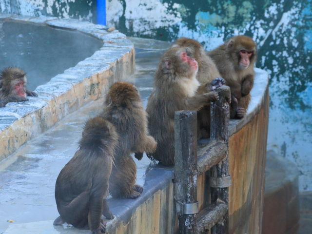 猿_函館市熱帯植物園