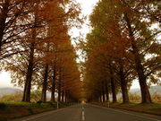 あんずさんの高島市マキノ農業公園マキノピックランドの投稿写真3