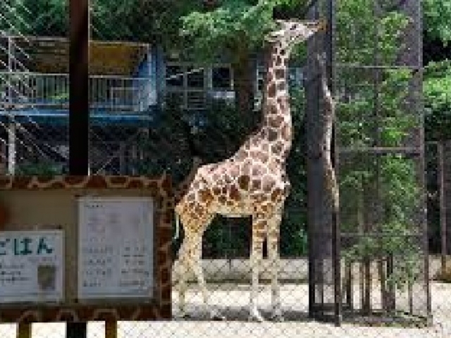 キリン_池田動物園
