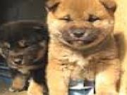 かずしさんの渋川動物公園の投稿写真1