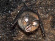 イルカくんさんの鬼の窟古墳の投稿写真4