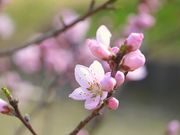 rikaさんの古河公方公園(古河総合公園)のハナモモの投稿写真3