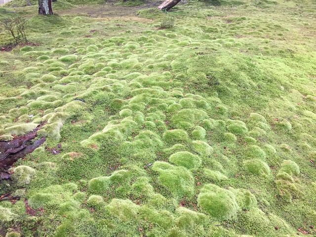 苔の絨毯_西芳寺