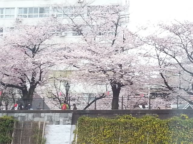 船からみれた桜_ポケカル