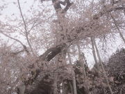 真心さんの伊佐沢の久保ザクラの投稿写真1