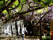 しどーさんの才ノ神の藤の投稿写真2