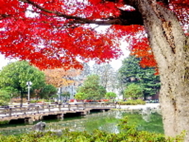 ぴいぷるさんのあがたの森の紅葉の投稿写真1