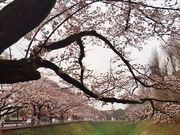 シロさんのお堀の桜(旧県庁)の投稿写真1