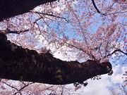 シロさんのお堀の桜(旧県庁)の投稿写真3