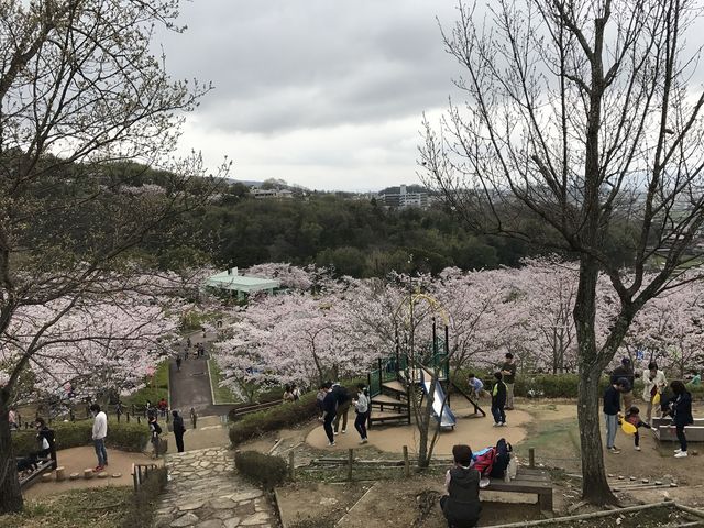 さくらまつり_摂津峡公園