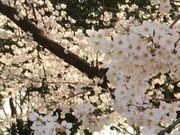 jinxボーイさんの華蔵寺公園のさくらの投稿写真1