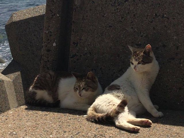 ねこバスさんの姫島(体験観光)の投稿写真1