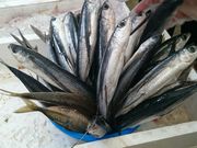 しょうちゃんさんの新鮮市場じげもんの投稿写真1