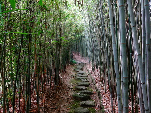 京都市洛西竹林公園_京都市洛西竹林公園